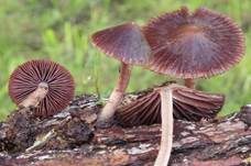 Purpurnbrauner Faserling, Foto 7