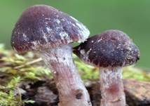 Purpurnbrauner Faserling, Foto 11