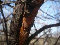 Purpurner Wachsporling, Foto 10