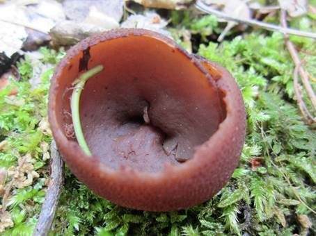 Purpurolivbrauner Becherling, Foto 3