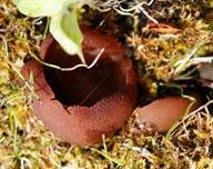 Purpurolivbrauner Becherling, Foto 6
