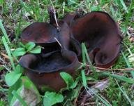 Purpurolivbrauner Becherling, Foto 10