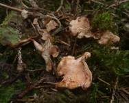Purpuroranger Afterleistling, Foto 14
