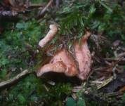 Purpuroranger Afterleistling, Foto 15