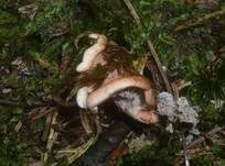 Purpuroranger Afterleistling, Foto 16