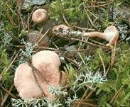 Purpuroranger Afterleistling, Foto 17