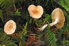 Purpuroranger Afterleistling, Foto 19