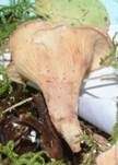 Purpuroranger Afterleistling, Foto 21