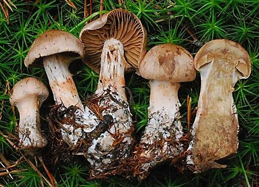 Purpurroter Gürtelfuß, Foto 2