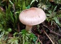Purpurroter Gürtelfuß, Foto 4