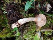 Purpurroter Gürtelfuß, Foto 5