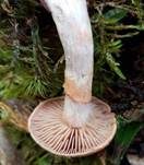 Purpurroter Gürtelfuß, Foto 6