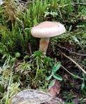 Purpurroter Gürtelfuß, Foto 7