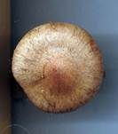 Purpurroter Gürtelfuß, Foto 8