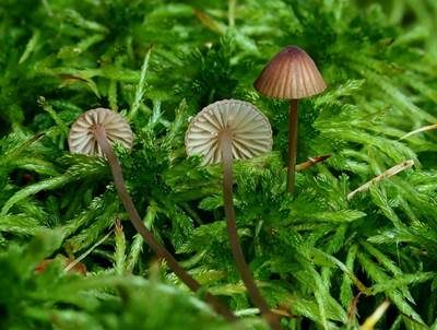 Purpurschneidiger Bluthelmling, Foto 2