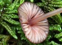 Purpurschneidiger Bluthelmling, Foto 15