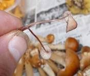 Purpurschneidiger Bluthelmling, Foto 20