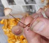 Purpurschneidiger Bluthelmling, Foto 21