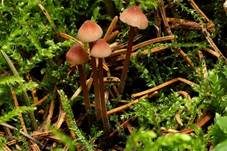 Purpurschneidiger Bluthelmling, Foto 22