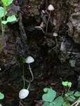 Purpurschneidiger Bluthelmling, Foto 27