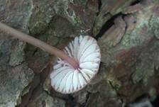 Purpurschneidiger Bluthelmling, Foto 6