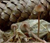 Purpurschneidiger Bluthelmling, Foto 7