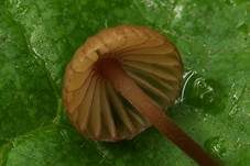 Purpurschneidiger Bluthelmling, Foto 9