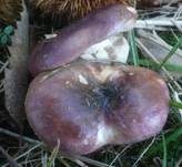 Purpurschwarzer Täubling, Foto 12