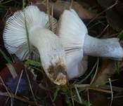 Purpurschwarzer Täubling, Foto 13