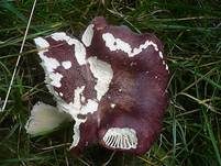 Purpurschwarzer Täubling, Foto 15