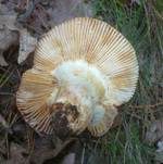 Purpurschwarzer Täubling, Foto 16