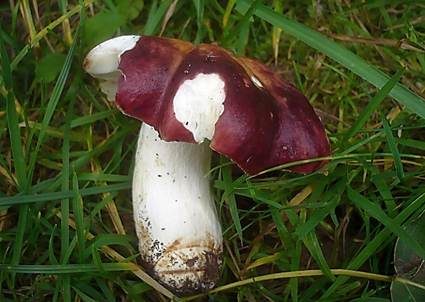 Purpurschwarzer Täubling, Foto 4