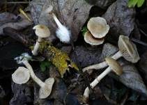 Blätter-Scheinschüppling, Foto 14