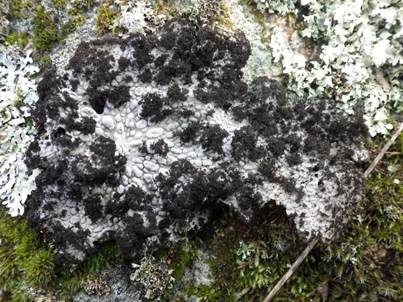 Pustelflechte, Foto 2