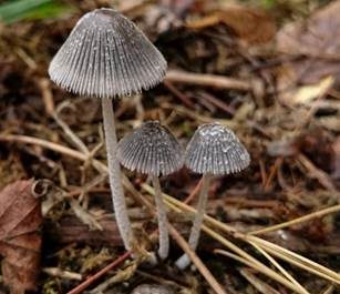 Pustelsporiger Tintling, Foto 2