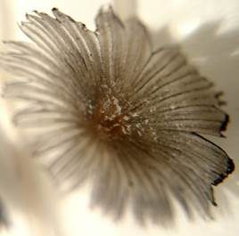 Pustelsporiger Tintling, Foto 4