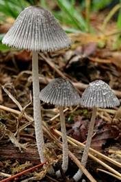 Pustelsporiger Tintling, Foto 5