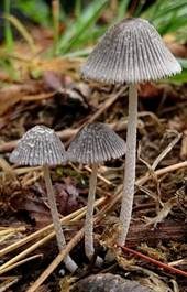 Pustelsporiger Tintling, Foto 6