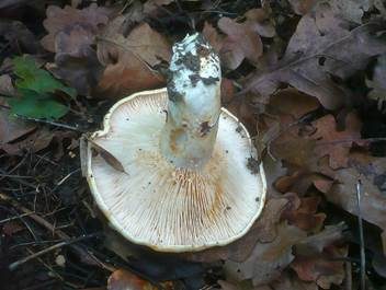 Queraderiger Milchling, Foto 2