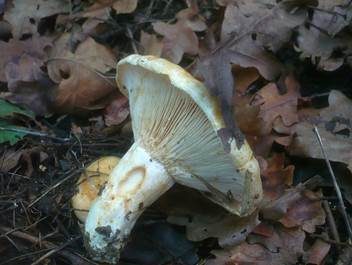 Queraderiger Milchling, Foto 3