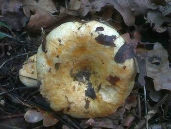 Queraderiger Milchling, Foto 4