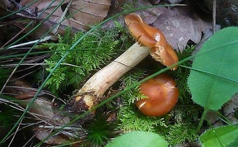Quittenwasserkopf, Foto 2