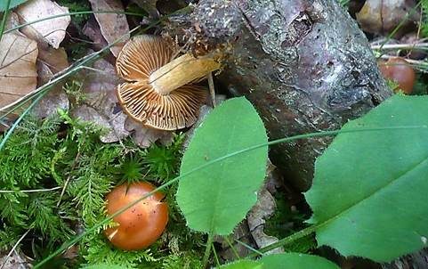 Quittenwasserkopf, Foto 3