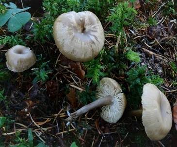 Ranziger Rußnabeling, Foto 2