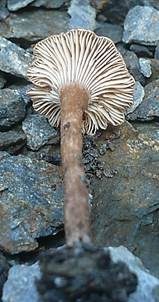 Ranziger Scheinnabeling, Foto 3