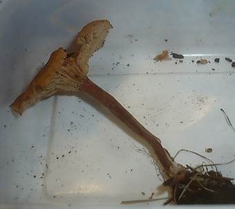 Ranziger Scheinnabeling, Foto 5