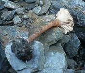 Ranziger Scheinnabeling, Foto 7