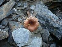 Ranziger Scheinnabeling, Foto 8