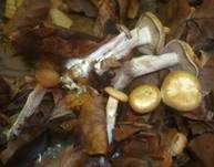 Ranziger Scheinnabeling, Foto 10