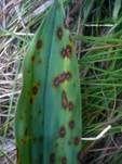 Blattfleckenkrankheit, Foto 49